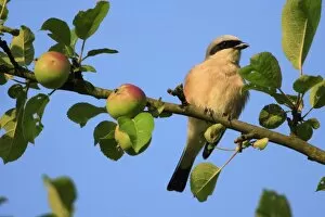 Images Dated 30th June 2008: Red-backed Shrike - male perched in apple tree