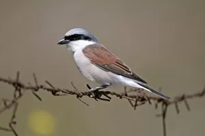 Images Dated 2nd May 2010: Red- backed Shrike - male perched on barbed wire