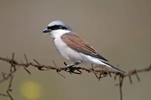 Shrikes Prints: Red- backed Shrike - male perched on barbed wire - Lesvos