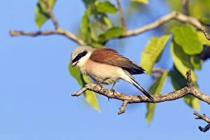 Bulgaria Gallery: Red-backed Shrike - male perched in tree Bulgaria