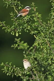 Red-backed Shrike - pair perched on hedge