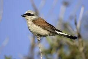 Red-Backed Shrike - Perched on twig