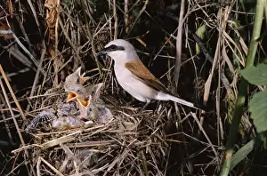 Red-Backed Shrike PL 311 Male - at nest with young Lanius collurio © J. P. Laub / ARDEA LONDON