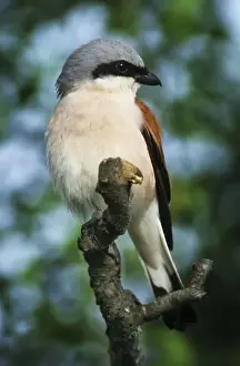 Shrikes Prints: Red-backed Shrike - In tree Gaume, Belgium