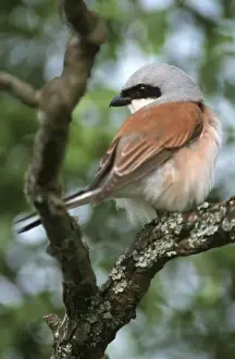 Shrikes Prints: Red-backed Shrike - In tree Torgny, Gaume, Belgium