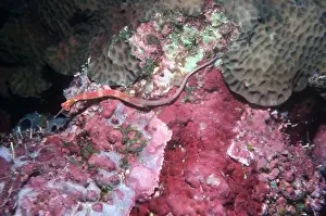 Sponges Prints: Red Banded Pipefish - Lives on sponges and corals of a similar colour