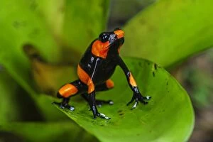 Images Dated 16th March 2008: Red-banded Poison Frog / Lehmann's Poison Frog
