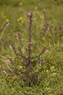 Images Dated 5th August 2006: Red bartsia (Odontites verna), Dorset
