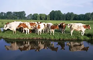 Farm Animal Prints: Red Belgian breed Cows - on river bank