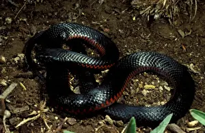 Red-bellied black snake