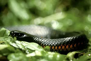 Red Bellied Prints: Red-bellied Black Snake - Southern New South Wales, Australia JPF00318