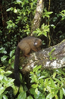 Images Dated 20th April 2009: Red-bellied Lemur - male in habitat Madagascar