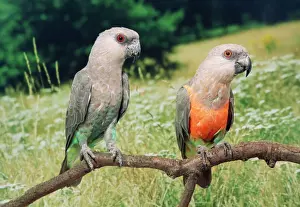 Parrots Prints: Red-bellied Parrots Distribution: North East Africa