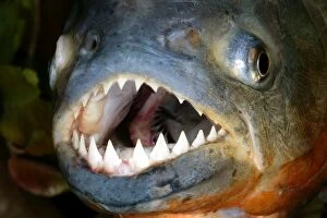 Fish Collection: Red-bellied Piranha - close-up of head and teeth
