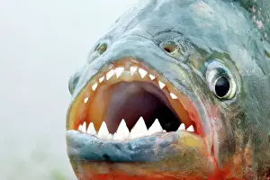 Jaws Prints: Red-bellied Piranha - close-up of teeth Llanos, Venezuela
