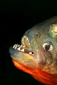Red-bellied Piranha - close-up of teeth Llanos, Venezuela
