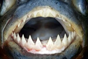 Images Dated 19th April 2004: Red-bellied Piranha - close-up of teeth Llanos, Venezuela