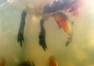 Piranha Gallery: Red-bellied Piranha - feeding on bird, underwater