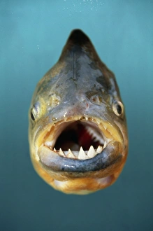 Images Dated 27th September 2004: Red-Bellied Piranha Fish