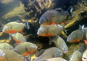 Images Dated 26th April 2004: Red-bellied Piranha - group underwater