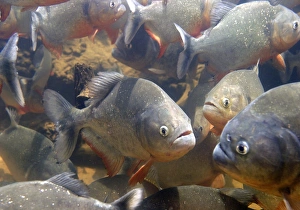 Images Dated 26th April 2004: Red-bellied Piranha - group underwater
