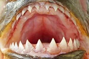 Images Dated 30th August 2014: Red-bellied Piranha or Red Piranha showing teeth