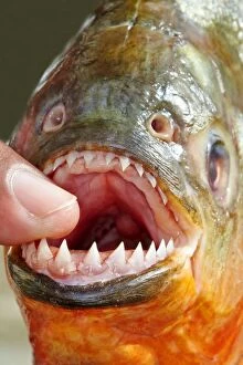 Teeth Gallery: Red-bellied Piranha or Red Piranha showing teeth