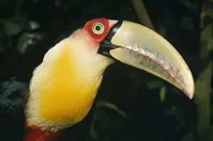 Toucan Prints: Red-bellied / Red-Breasted Toucan Brazil