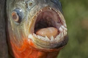 Bellied Gallery: Red-bellied / Red Piranha. Rio Negro, Amazon