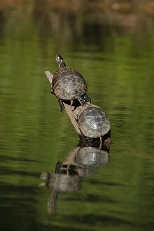Bellied Gallery: red bellied turtle (Pseudemys rubriventris) Maryland