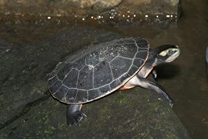Red-bellied Turtle / Short-necked Turtle - Found in tropical northern Australia and Papua New Guinea