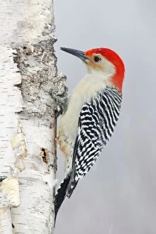 Images Dated 4th January 2006: Red-bellied Woodpecker