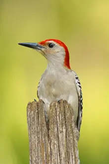 Red-bellied Woodpecker