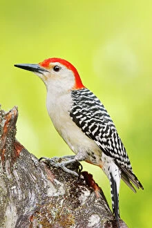 Woodpecker Collection: Red-bellied Woodpecker