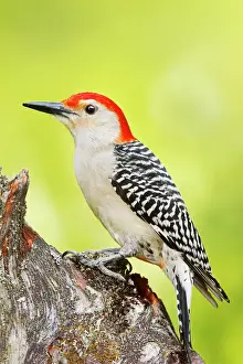 Woodpeckers Prints: Red-bellied Woodpecker