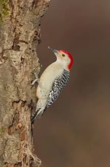 Bellied Gallery: Red-bellied Woodpecker - adult male in winter