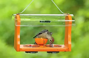 Fruits Prints: Red-bellied Woodpecker - immature eating grape jelly from a fruit and jelly feeder - June - CT - USA