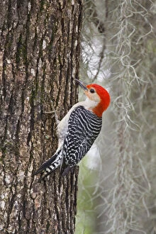 Images Dated 21st May 2012: Red-bellied Woodpecker (Melanerpes carolinus)