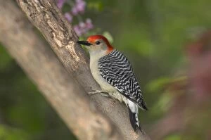 Red-bellied Woodpecker - In redbud tree, Spring
