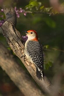 Images Dated 2nd June 2005: Red-bellied Woodpecker, Spring Great Lakes Region, Michigan, Eastern USA _TPL7242
