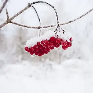 Red Berries - in snow 11951