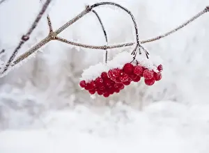 Berries Prints: Red Berries - in snow 11951