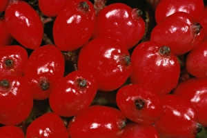 Images Dated 16th August 2006: Red Berries of Whitebeam Tree UK