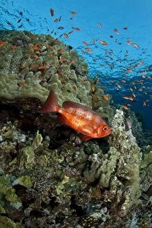 Red Big-Eye fish - Scalefin Anthias (Pseudanthi)