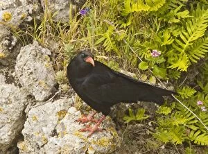 Images Dated 16th April 2008: Red-billed Chough (Pyrrhocorax pyrrhocorax) on rocks, Ronda, Andalucia, South-west Spain