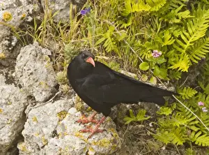 Choughs Prints: Red-billed Chough (Pyrrhocorax pyrrhocorax) on rocks, Ronda, Andalucia, South-west Spain
