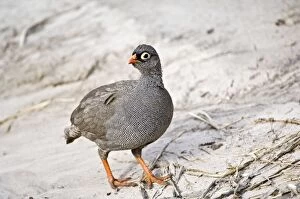 Red-billed Francolin - Standing on track