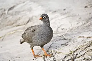 Francolin Prints: Red-billed Francolin - Standing on track - Okavango - Botswana