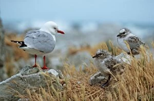 Red-billed Gull with chicks