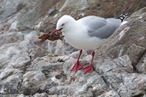 Red-billed Gull collecting seaweed for its nest